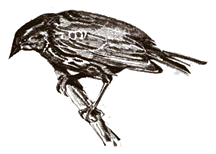 female
      red-winged blackbird drawing