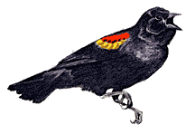 male
      red-winged blackbird drawing