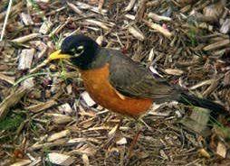 male American robin. Click to hear song