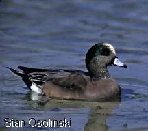 wigeon in
       water