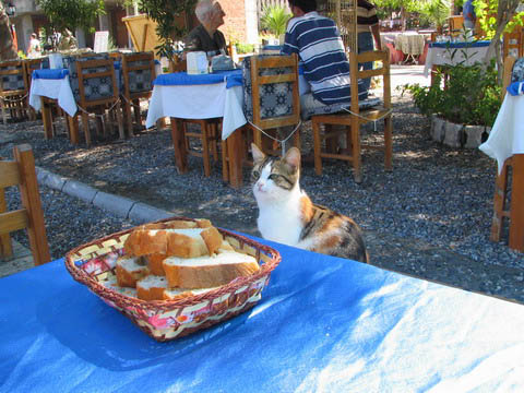 cat asking to be invited to lunch
