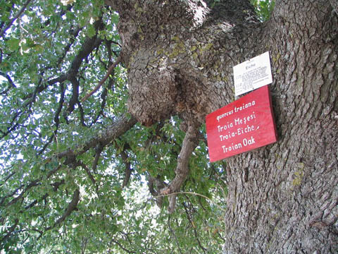 Trojan Oak, quercus troiana
