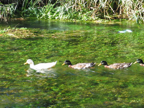 ducks in stream