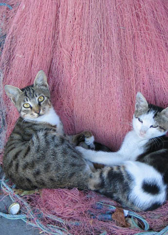 kitties resting on fishing net