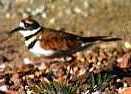 killdeer. Click to hear song