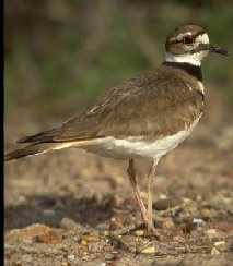 killdeer. Click to hear song.